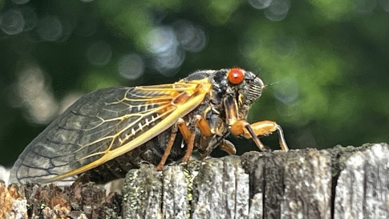 052125 cicada1.jpg