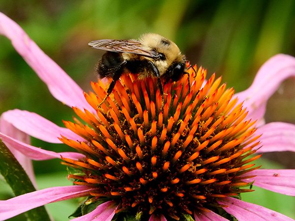 0911125 pollinate 2.jpg