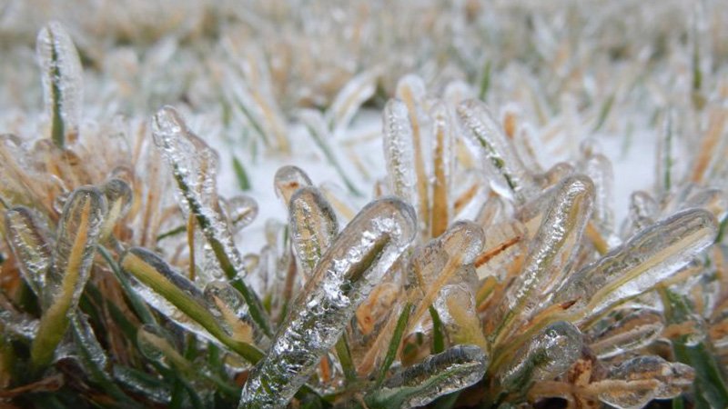 winter damage kevin frank.jpg