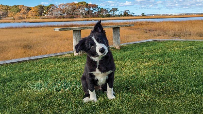 021126 lebanon dog.jpg